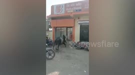 Two bulls seen fighting outside shops in India