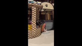 Pet cat defies mesh barrier to munch on dinner