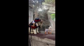 Pet cat in 'Swiftie' outfit unfazed by tiger trying to eat him