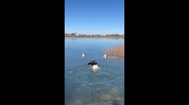 Owner Rescues Dogs That Fell Through Lake Ice