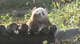 World's only captive brown panda enjoys bamboo