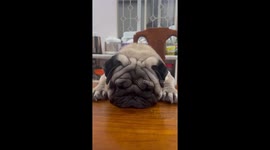 Adorable pug shows pleading look to its owner