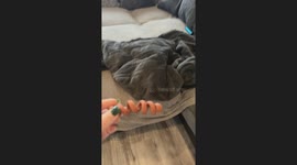 Do Not Disturb Unless You Have Treats