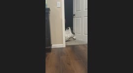 Bulldog Loves His Giant Teddy Bear