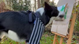 Enthusiastic Border Collie Plein Air Paints