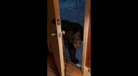 Bear Has Good Scratch Before Closing Door