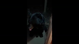Gentle Rake Scratches Soothe Bear