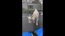 Goat Jumps On Trampoline