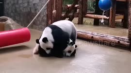 Cute panda cub play fights with mum in rough-and-tumble banter