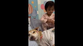 Toddler covers family pet dog in stickers... and he's not impressed