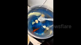 Woman accidentally freezes fish tank whilst cleaning it, fish manages to thaw and survive