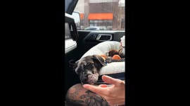 Dog gets playfully teased with cream while sleeping in Tennessee, USA
