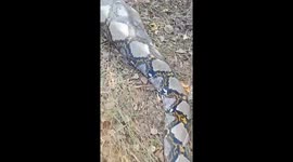 Python found sprawled on ground after swallowing wild boar