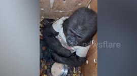 Baby Gorilla saved by Turkish Trade Minister before being transported to Thailand