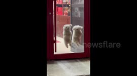 Two dogs jump excitedly behind glass door upon seeing another canine pass by