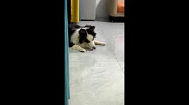 Obedient Border Collie drops snack to take tissue box to owner