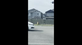Ducklings and two adult ducks spotted in Calgary