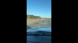 Deer Spotted Running on Highway