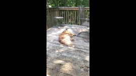 Bird Collects Fur From The Sleeping Source