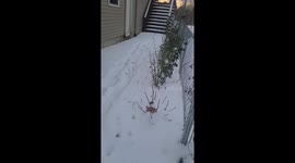 Young Deer Confused By Fence