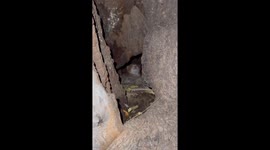 Kitten found sleeping inside hollow tree stump