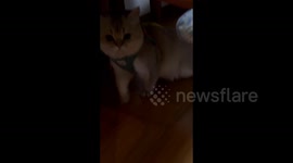 China: Little Bird’s Cat Taxi