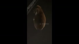 Injured Baby Koala Kindly Nudged Off Road