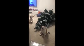 Naughty Dogs Knock Over Christmas Tree