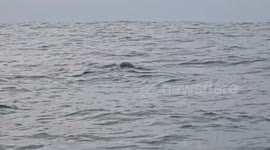 Sea Turtles Mating In Ocean Water