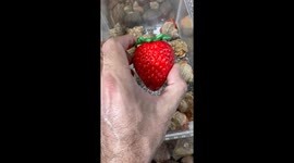 Strawberry Crab