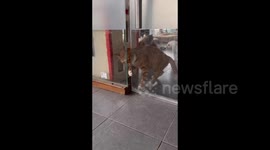 China: Kitten Squeezes Through Door Crack