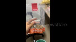 China: Shiba’s Hilarious Kneel for Food