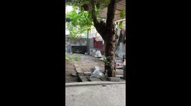 Dog gets head stuck in chair in Haiphong, Vietnam