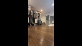 Dog searches for owner in playful game