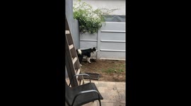 Dutch Smoushond digs under fence to play with Border Collie in Tres Lomas, Argentina