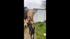 German shepherd climbs wall and gate to follow owner in Galway, Ireland