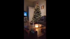 Cat climbs Christmas tree and plays with decorations in Kalamazoo, Michigan, USA