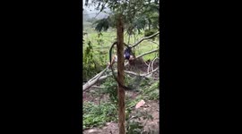 Son gets stuck in tree, father rescues him in Muqui, Brazil