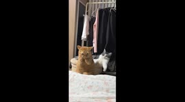 Cat struggles with food stuck in teeth in Hebei, China