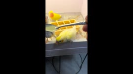 Parrot chick in Henan pecking spoon instead of food
