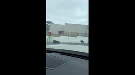 Black bears spotted roaming a neighborhood in San Patricio, Mexico
