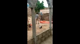 Cow charges at people in Mandera, Kenya