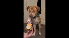 Heartwarming birthday celebration for a pet dog in Malvern, England, UK