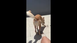 Dog slides toy on paved ground in La Plata, Buenos Aires, Argentina
