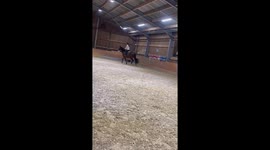 Rider falls off horse in Liège, Belgium