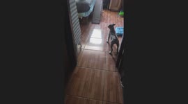 Confident markiesje intimidates barking pitbull in Santiago, Chile