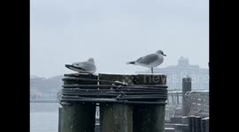 US: New York City Wakes Up To White Christmas Morning 2