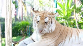 Cute golden tiger cub becomes hit at zoo in Thailand