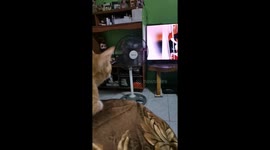 Pet cat entranced by dog videos on TV