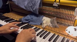 Kitten naps on piano while owner plays a tune